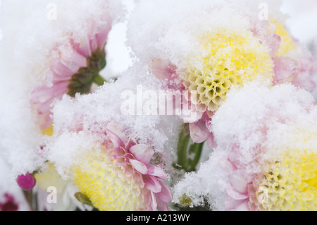 Fleurs de neige en mars Willamette Cimetière National à Portland, Oregon Banque D'Images