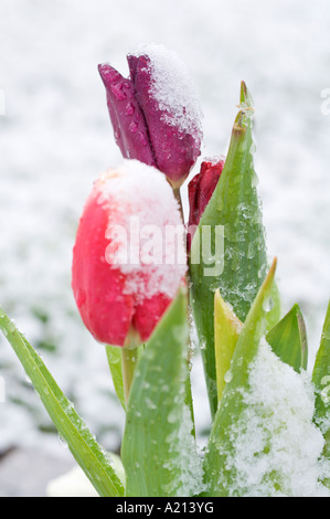 Fleurs de neige en mars Willamette Cimetière National à Portland, Oregon Banque D'Images