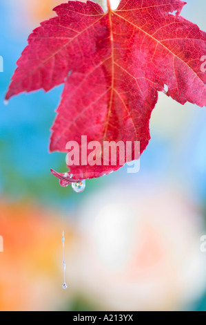 Macrophotographie de réflexions de fleurs dans une goutte de rosée sur une feuille d'érable rouge Portland Oregon Banque D'Images