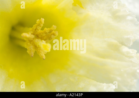 Jonquilles blanc Portland Oregon Banque D'Images