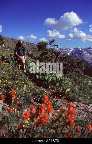 Un homme de la randonnée à travers les fleurs dans la Sierra Montagnes de Californie Banque D'Images