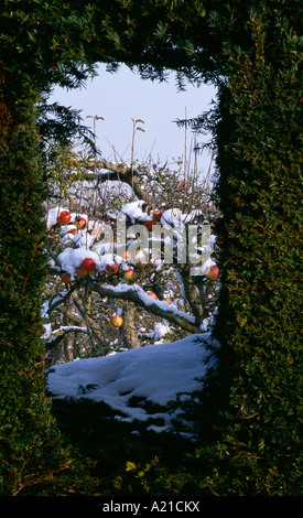 Close-up of yew hedge et fenêtre avec vue sur la neige les pommes Banque D'Images