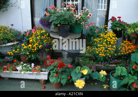 Pots et jardinières de bégonias jaune et rouge et jaune altos en face de town house Banque D'Images