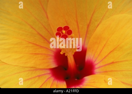 Close up of centre de fleur d'hibiscus jaune J Brooks Banque D'Images