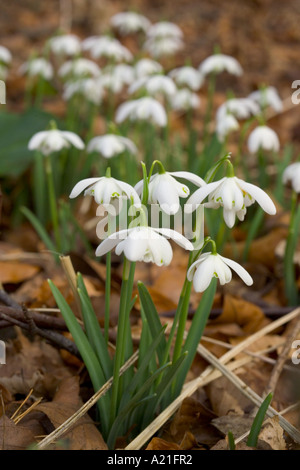 Perce-neige dans le nord du Kent woods Banque D'Images