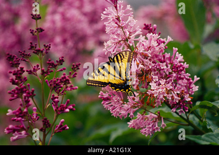 Swallowtail Butterfly sur Lilac Blossom Banque D'Images