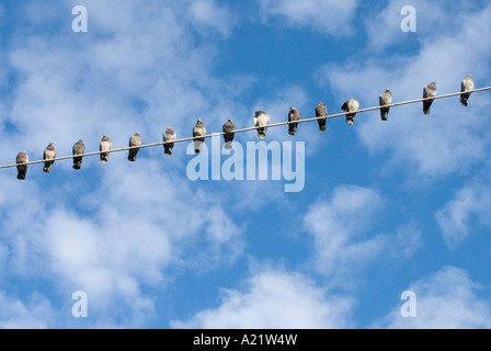 Pigeon domestique Munich Bavaria Allemagne Europe Banque D'Images