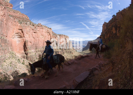 Mule ride Bright Angel Trail Grand Canyon Arizona USA Banque D'Images