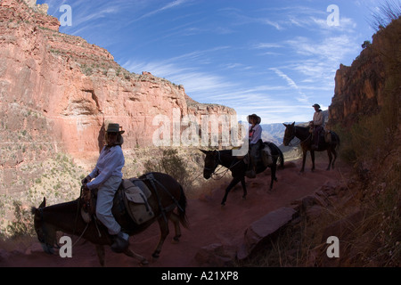 Mule ride Bright Angel Trail du Colorado, Grand Canyon Arizona USA Banque D'Images