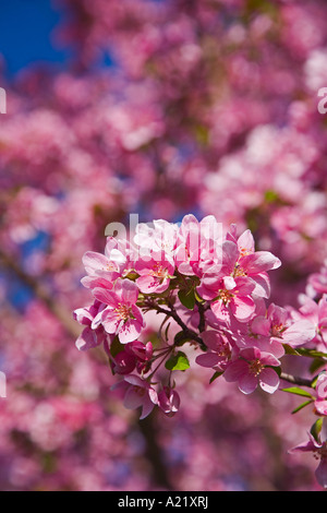 Close-up of Crab Apple Tree Blossoms Banque D'Images