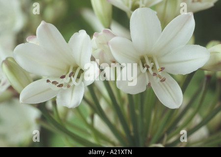 Agapanthus White Dwarf hybrides (African lily) près de deux fleurs blanches en ombelle. Banque D'Images