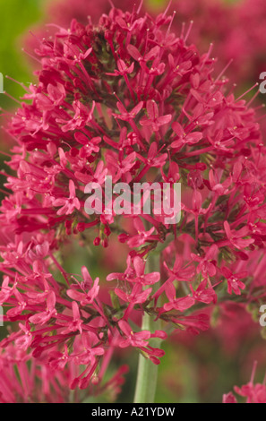 Centranthus ruber. (Rouge de valériane) Close up de cyme de fleurs en forme d'entonnoir rouge. Banque D'Images