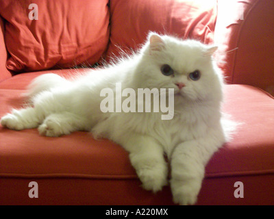 Chat Persan Blanc Aux Yeux Bleus Portant Sur Un Immense Fauteuil Rouge Photo Stock Alamy