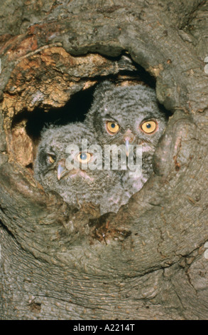 De l'Est jeune Screech Owls Megascops asio dans nid Banque D'Images