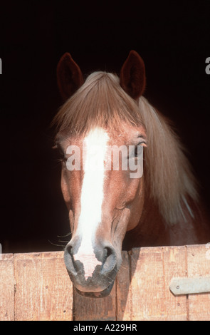 De style arabo-Mischlingspferd Partbreed Haflinger Haflinger Cheval Arabe Banque D'Images