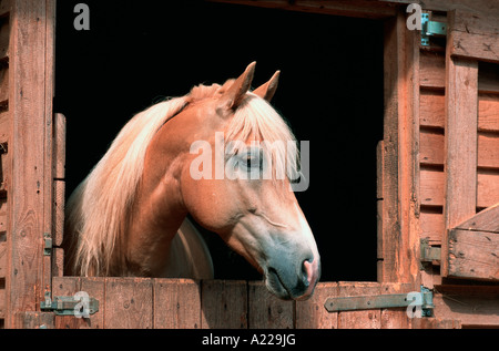 De style arabo-Mischlingspferd Partbreed Haflinger Haflinger Cheval Arabe Banque D'Images