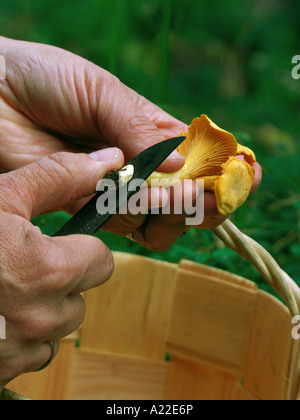 chanterelles Banque D'Images