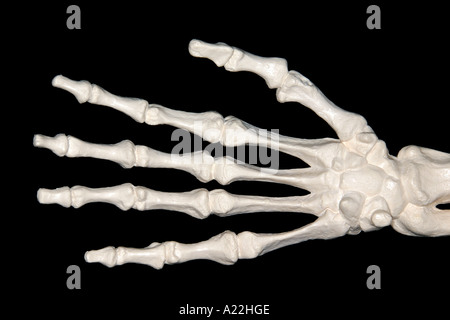 La main de squelette en plastique sur fond noir Banque D'Images