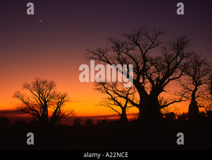 Boab Arbres, Derby, l'ouest de l'Australie Banque D'Images