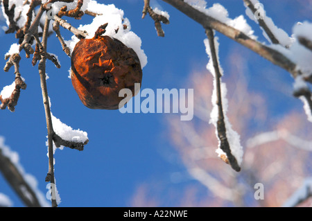 Un couvert de neige rouge brun pomme pourrie pourrir sur une branche de pommier en hiver. Banque D'Images