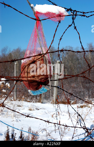 Un sac-filet de suet laissé attaché à une clôture en fil barbelé comme nourriture pour les oiseaux et les cerfs dans une jachère couverte de neige hiver agriculteurs champ. Banque D'Images