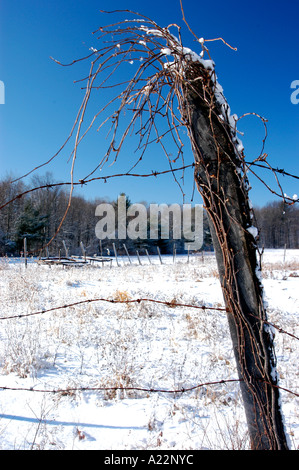 Une vieille clôture de barbelés rouillés avec une vigne dans un champ couvert de neige ferme d'hiver dans les campagnes. Banque D'Images