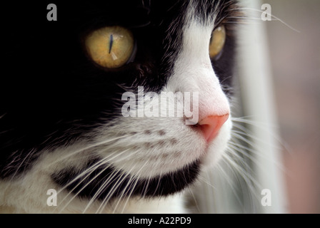 Portrait d'un chat domestique avec des yeux verts Banque D'Images