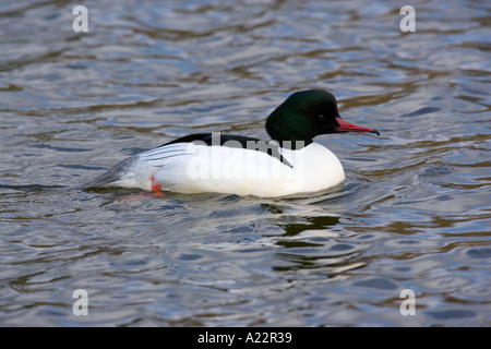 Harle bièvre Mergus merganser nager sur l'eau Norfolk Banque D'Images