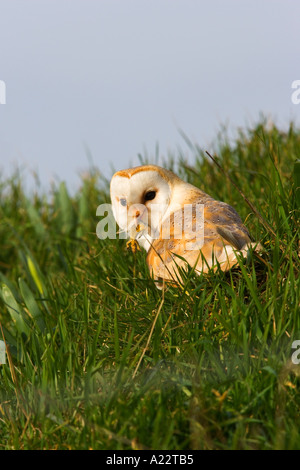 Effraie des clochers Tyto alba avec Lacerta vivipara lizzard commun à bec welney Norfolk Banque D'Images