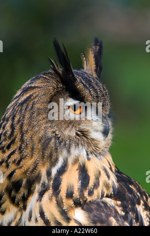 Owl Bubo bubo grand standing à old warden alerte bedfordshire Banque D'Images