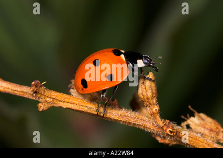 Spot 7 Coccinelle Coccinella 7 punctata close up sur de vieilles graines potton bedfordshire avec arrière-plan flou Banque D'Images