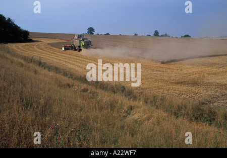 Moissonneuse-batteuse au travail dans un champ de blé Northants UK Banque D'Images