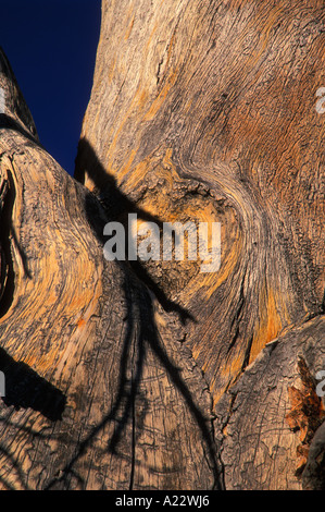 Une vue rapprochée détaillée d'une branche de vieil arbre avec une écorce texturée légère. Banque D'Images