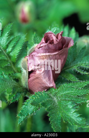 Papaver orientale Patty s Prune pavot d'Orient bud Banque D'Images