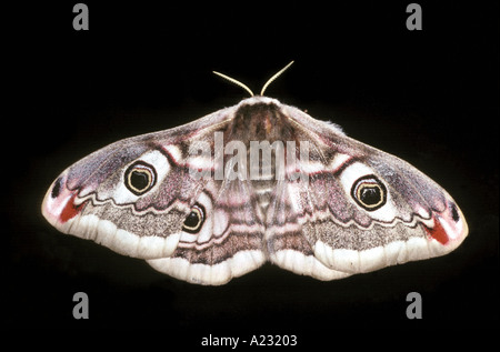 L'Empereur femelle Moth saturnia pavonia avec marquage des yeux Banque D'Images