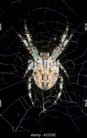 Une araignée des jardins vue ventrale Banque D'Images