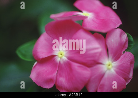 La pervenche, Sadafuli ( Catharanthus roseus ) fleur. Pervenche de Madagascar. Banque D'Images