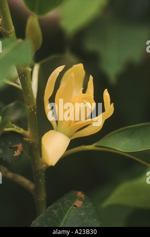 Magnolia champaca, connu sous le nom de champak. Michelia. Fortement parfumé des fleurs blanches ou jaunes. (Magnoliaceae Magnolia famille) Banque D'Images