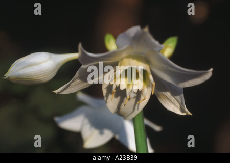 Fleurs de lys symbolisent la pureté et la beauté raffinée. La couleur ou le type peut véhiculer des significations différentes. La modestie et la virginité : blanc Banque D'Images