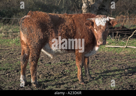 Brown et blanc face Hereford bullock close up winter Butley, Suffolk, Angleterre Banque D'Images