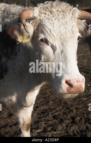 Brown et blanc face Hereford bullock close up winter Butley, Suffolk, Angleterre Banque D'Images