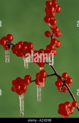 Des baies de houx, Ilex verticillata, avec les glaçons close up avec maison de vacances thème de Noël, Missouri États-Unis États-Unis d'Amérique Banque D'Images