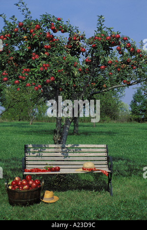 Banc dans le verger des pommes Stayman Winesap avec un ancien panier en bois rempli de fruits frais, Missouri USA Banque D'Images