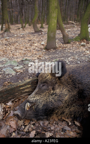 Le sanglier Sus scrofa se reposant dans un grand boîtier dans Bratislava Slovaquie zoo Banque D'Images