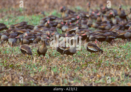 Black bellied whistling duck duck Dendrocygna autumnalis arbre Banque D'Images