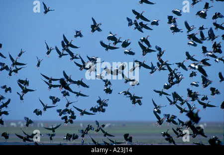 Black bellied whistling duck duck Dendrocygna autumnalis arbre Banque D'Images