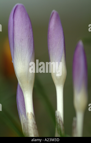 Tête de bourgeons fermés Croci Whitewell au début du printemps, la floraison mauve Banque D'Images