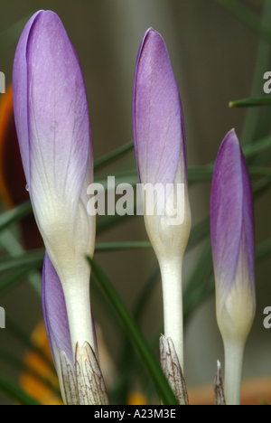 Tête de bourgeons fermés Croci Whitewell au début du printemps, la floraison mauve Banque D'Images