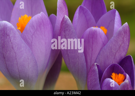 Libre de Crocus Mauve Whitewell en floraison printanière dans un jardin de Cheshire England Royaume-Uni UK Banque D'Images