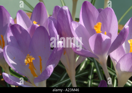 Gros plan de Crocus mauve pâle pourpre Whitewell en floraison printanière dans un jardin de Cheshire England Royaume-Uni UK Banque D'Images